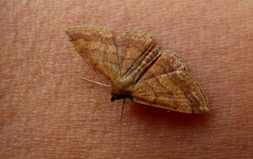 falena da identificare: Scopula (Scopula) rubiginata - Geometridae